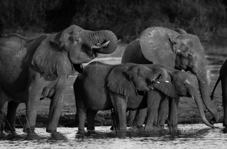 Elephants in Black and Whiteの写真素材