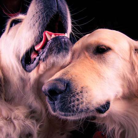 Closeup shot of two dogs の写真素材