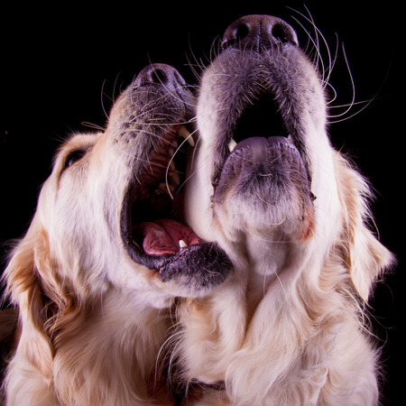 Two labradors showing affectionの写真素材