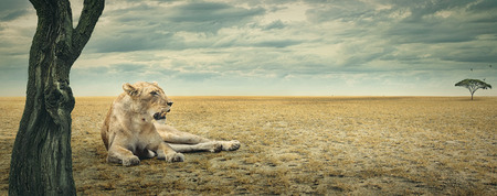 Lioness enjoying a rest in the shade of a tree on the african plainsの写真素材