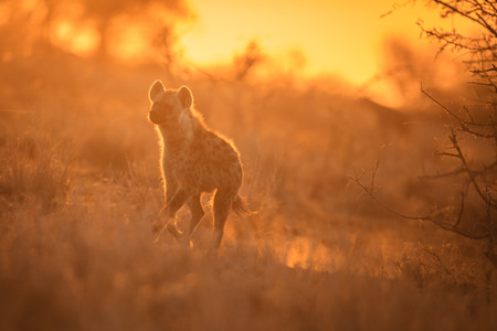Hyenaの写真素材
