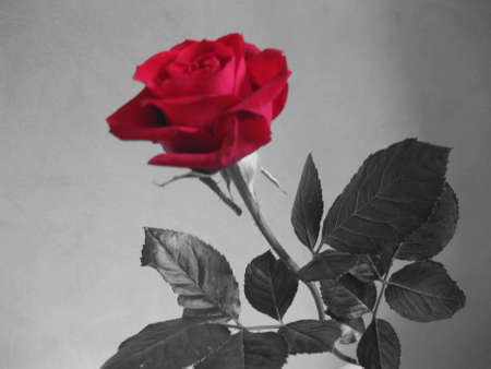 Red Roseの写真素材