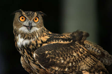 Owlの写真素材