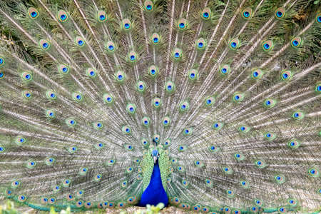 Fabulous Peacock moments before unfurling its feathers for its courtship ritual