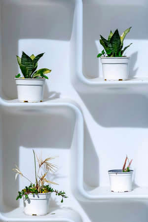 White plastic shelf with four pots in different foliation statusの写真素材
