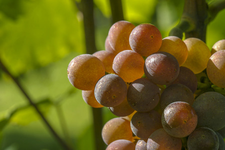Vineyard and viticulture in Alsace. East of Franceの写真素材