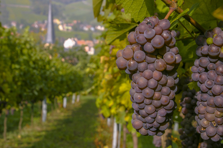 Vineyard and viticulture in Alsace. East of Franceの写真素材