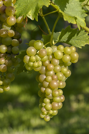 Vineyard and viticulture in Alsace. East of Franceの写真素材