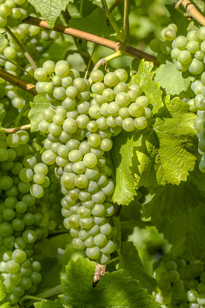 Vineyard and viticulture in Alsace. East of Franceの写真素材