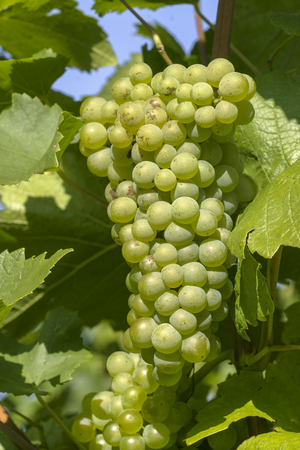 Vineyard and viticulture in Alsace. East of Franceの写真素材