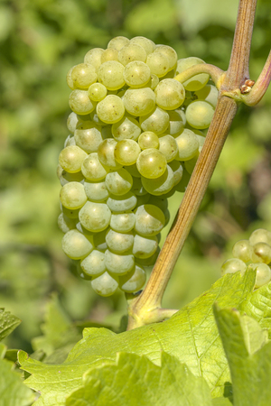 Vineyard and viticulture in Alsace. East of Franceの写真素材