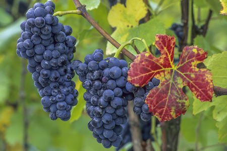 Vineyard and viticulture in Alsace. East of Franceの写真素材