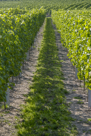 Vineyard and viticulture in Alsace. East of Franceの写真素材