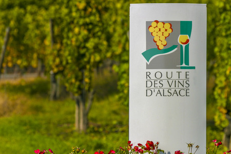 Vineyard and viticulture in Alsace. East of Franceの写真素材