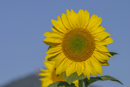 Sunflower flowers in the French countrysideの写真素材