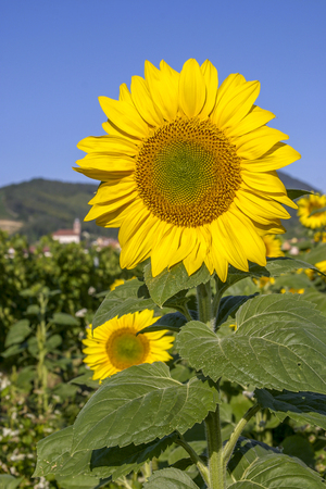 Sunflower flowers in the French countrysideの写真素材