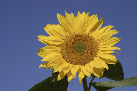 Sunflower flowers in the French countrysideの写真素材