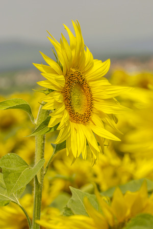 Sunflower flowers in the French countrysideの写真素材