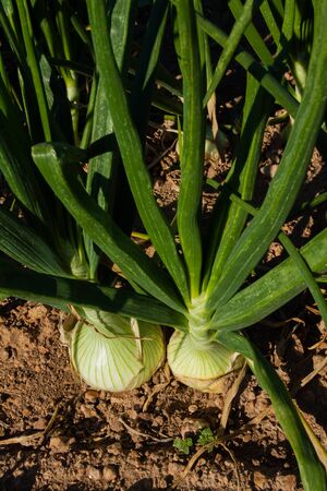 rowing green onion in the vegetable gardenの写真素材