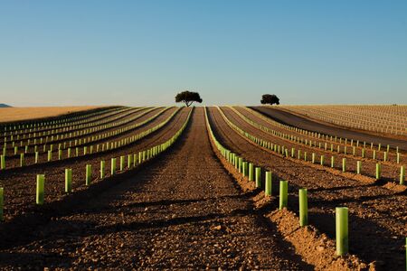 Plantation of young vineyards with protected plants and holm oak at the vanishing point.