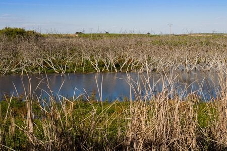 Mangrove swamp. Dry trees in a riverbedの写真素材