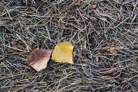 Dry leaves on the ground on the grass. Autumn.の写真素材