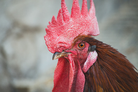 Corral with ecological chickens and roosters