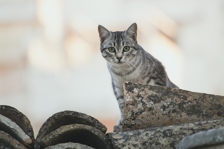 Beautiful cats at liberty in the fieldの写真素材