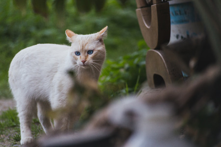Beautiful cats at liberty in the fieldの写真素材