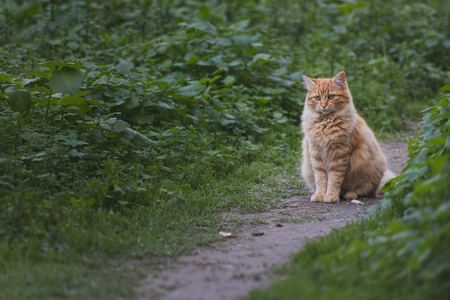 Beautiful cats at liberty in the fieldの写真素材