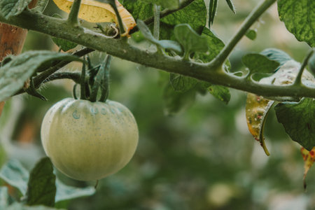 Green tomatoes growing on a branch in the garden. Agriculture concept.の写真素材