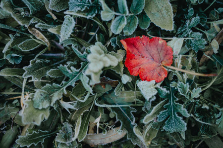 Frosted leaves on the ground in winter, close-upの写真素材