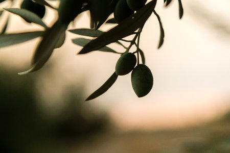 Olive tree branch with green olives, selective focus, shallow DOF.の写真素材