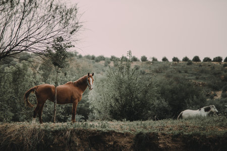 Horse in the field. Brown horse with white mane.