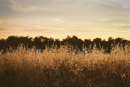 Sunset in a field of grass and reeds. Toned.の写真素材