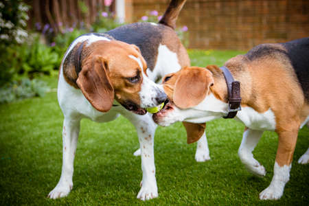 A couple beagles having fun playing in the garden with a tennis ballの写真素材