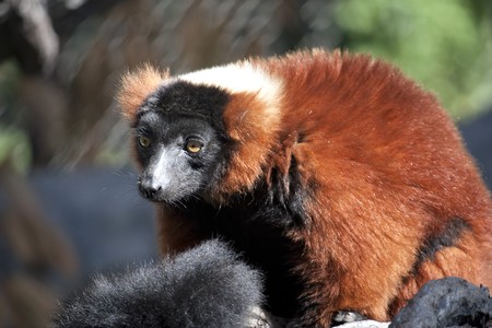 A red ruffed lemur at the zoo