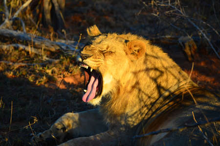 Lion yawning with furrowed brow at sunsetの写真素材