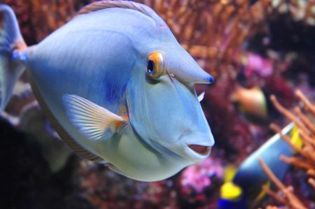 Closeup - Marine Fish