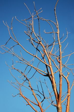 Branches