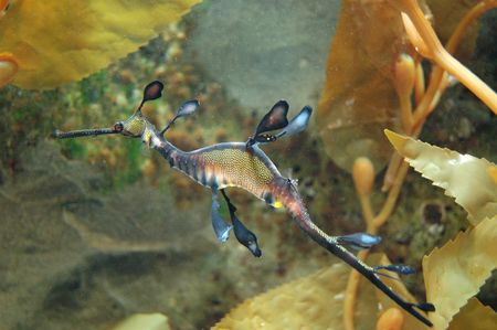 Marine Fish Leafy Sea Dragon - Phycodurus eques - swimming in its natural habitatの写真素材