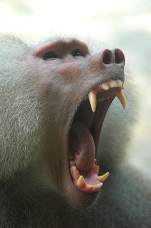 A Yawning Baboon with its fang exposedの写真素材