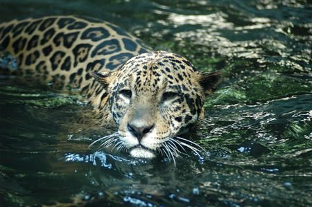Jaguar swimming in the river in South Americaの写真素材