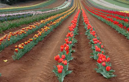 Rows of Colorful Tulips Blooming in Springの写真素材