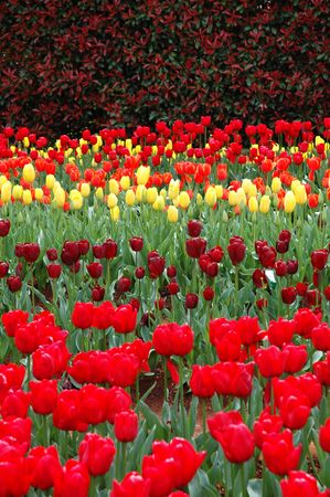 Rows of Colorful Tulips Blooming in Spring