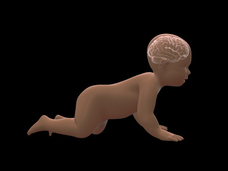 3d rendering x-ray of crawling baby with brain inside.3D renderingの写真素材