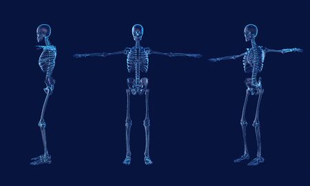 x ray Human skeleton anatomy.3d renderingの写真素材