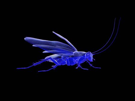 Cockroach x-ray vision, wireframe of 3d model low polygon  Cockroach.3D renderingの写真素材