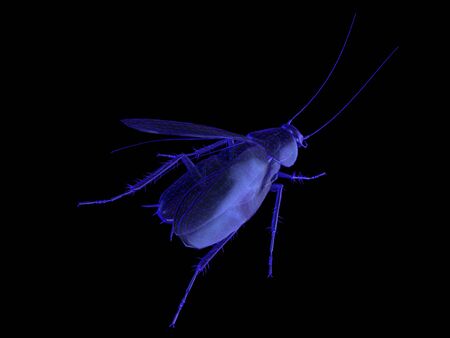 Cockroach x-ray vision, wireframe of 3d model low polygon  Cockroach.3D rendering