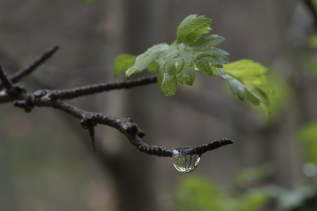 water drop with forest reflectionの写真素材